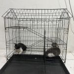 Panduan Lengkap Harga Kandang Kucing: Tips Memilih dan Merawat Kucing Peliharaan