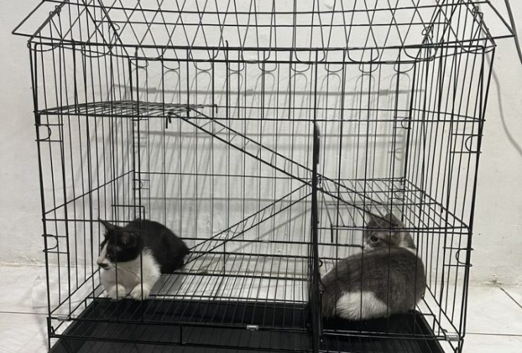 Panduan Lengkap Harga Kandang Kucing: Tips Memilih dan Merawat Kucing Peliharaan