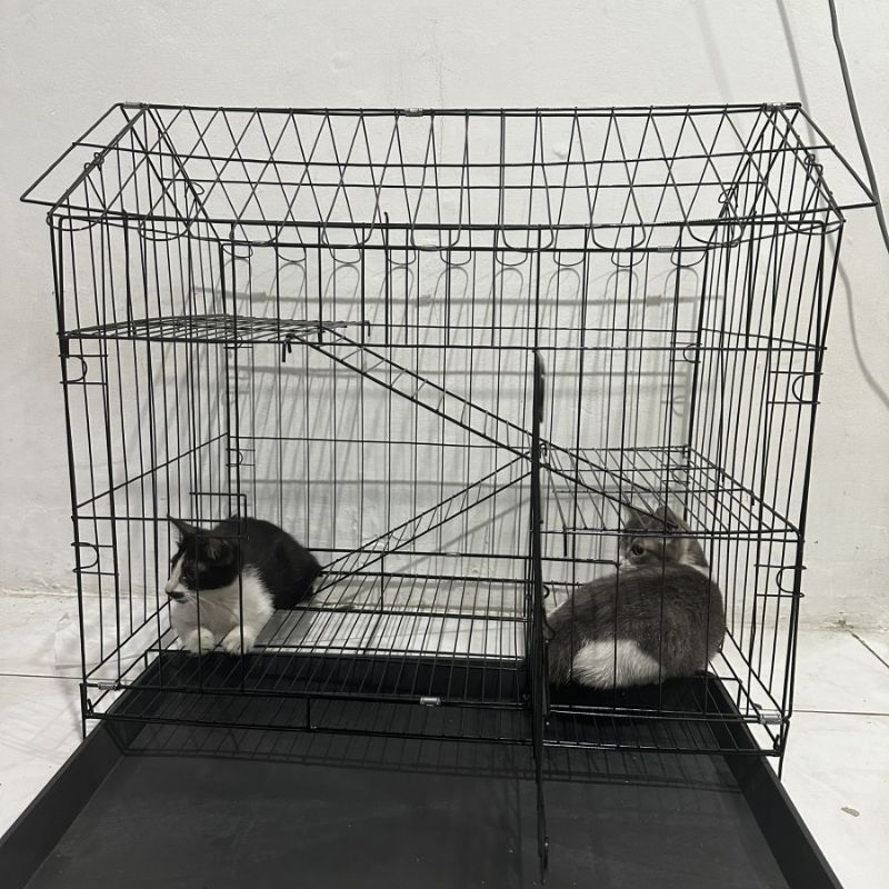 Panduan Lengkap Harga Kandang Kucing: Tips Memilih dan Merawat Kucing Peliharaan