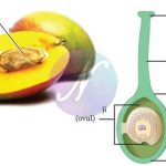 Fungsi Bakal Biji: Penjelasan Lengkap, Struktur, dan Peran Penting dalam Reproduksi Tumbuhan
