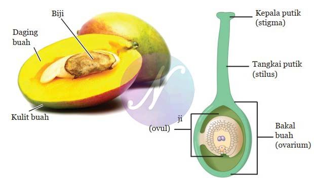 Fungsi Bakal Biji: Penjelasan Lengkap, Struktur, dan Peran Penting dalam Reproduksi Tumbuhan